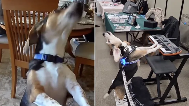 Perrito Buddy Mercury cantando con su piano