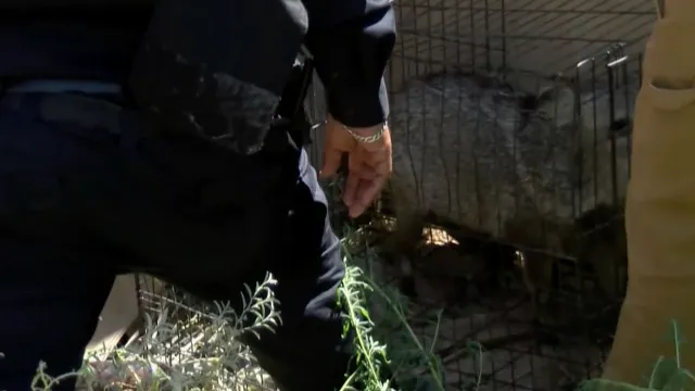 Capturaron al Jabalí de 3 Meses que Tenía Días Rondando en Colonia Bellavista