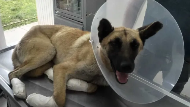 Perro recibe atención médica