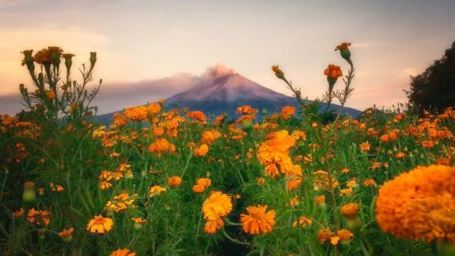 El amarillo es el principal y tradicional color de la flor de cempasúchil. Foto: X @SECTUR_mx