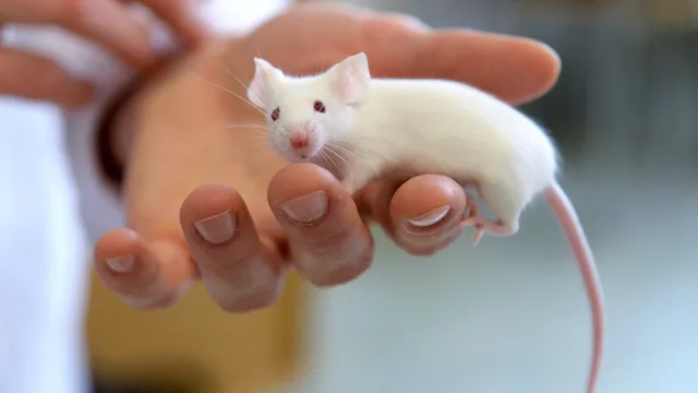 Ratón de laboratorio en las manos de un científico