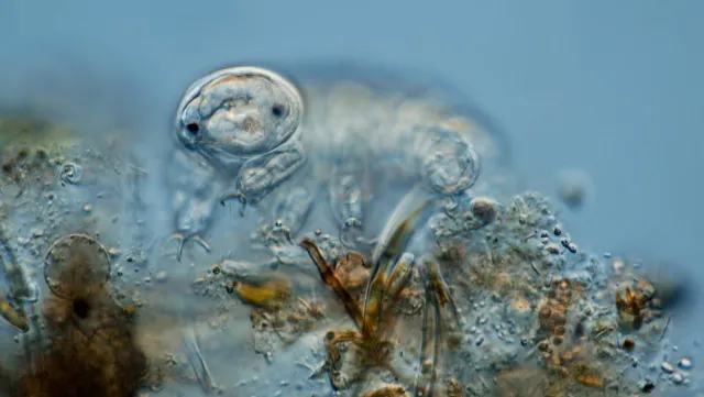 Tardígrado en un musgo bajo el microscopio