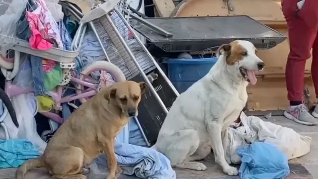 Rescatan 5 Perritos de Incendio en Colonia México 68 en Ciudad Juárez