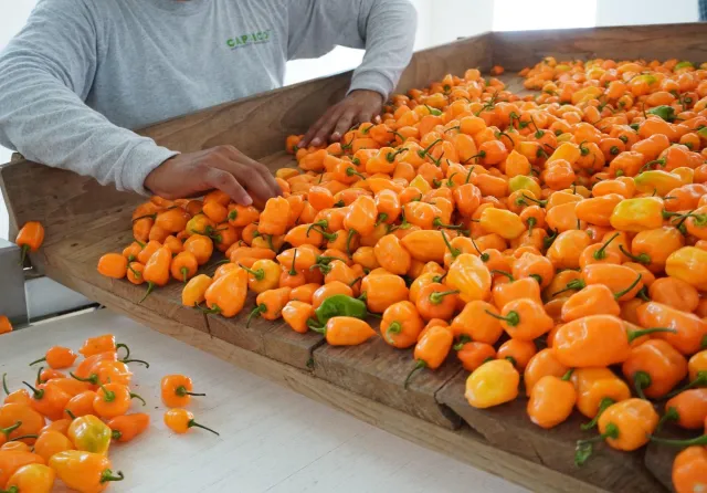 Chiles habaneros en una plantación