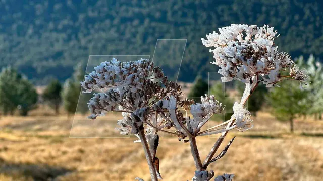 Frente-Frio-Provoca-Helada-Sierra-de-Arteaga-Coahuila