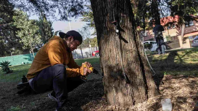 Hay un método a base de inyecciones que se está probando en los árboles plagados. 