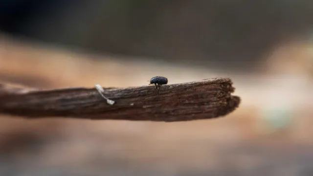 Este es el escarabajo descortezador que amenaza los árboles de México.