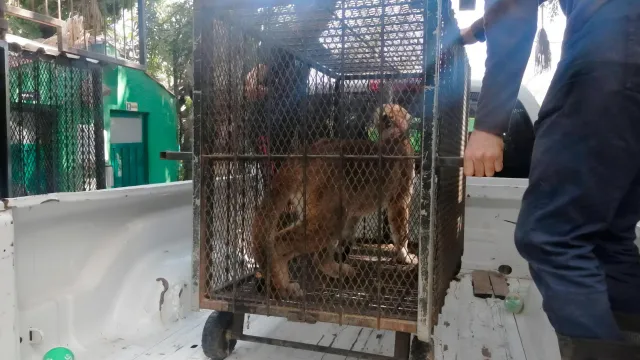 El puma deambulaba libre por calles de Santiago Miahuatlán en Puebla. Foto: Profepa