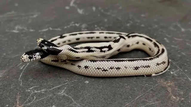 serpiente de dos cabezas