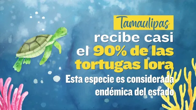 Tamaulipas recibe a la mayor cantidad de tortugas Lora durante su temporada de Anidación.