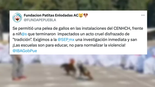 Fundación Patitas Enlodadas en Puebla pide investigación de la SEP. Foto X @FUNDAPEPUEBLA