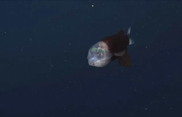 El pez de cabeza transparente captado por el Instituto de Investigación del Acuario de la Bahía de Monterey