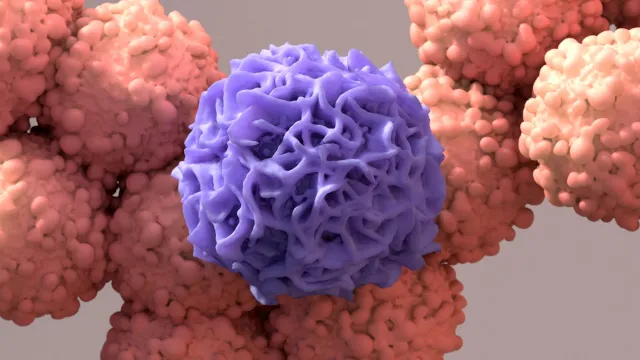 Célula del sistema inmune combatiendo células cancerosas