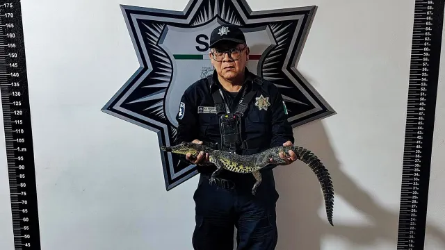 Policía Estatal Turística resguarda a cocodrilo hallado en centro de Puebla. Foto: X @SSPGobPue