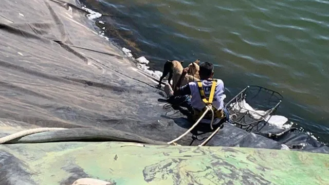 Voluntarios Rescatan a Tres Perros Atrapados en Reservorio de Agua en Baja California