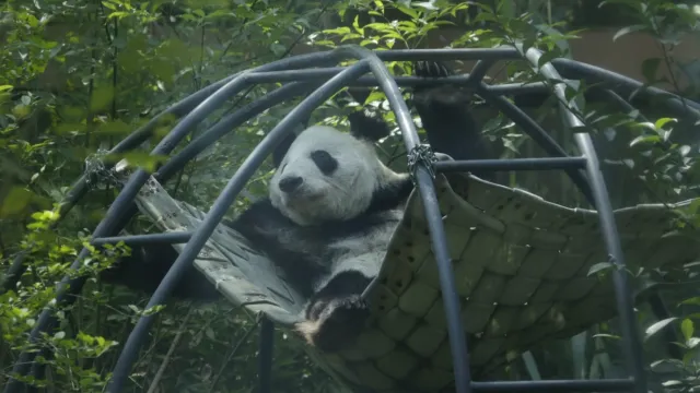 Xin Xin: ¿Quiénes son los Cuidadores de la Última Panda del Zoológico de Chapultepec?
