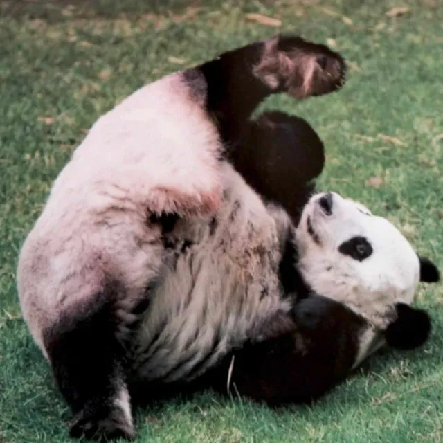 Xin Xin: ¿Quiénes son los Cuidadores de la Última Panda de Chapultepec?