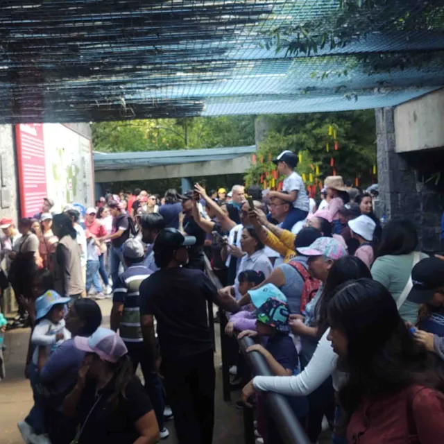 Xin Xin Panda: Abarrotan Zoológico de Chapultepec para Verla 