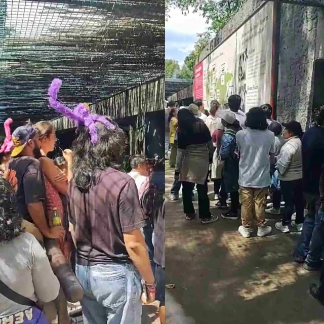 Xin Xin Panda: Abarrotan Zoológico de Chapultepec para Verla 