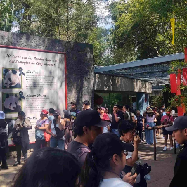 Xin Xin: ¿Qué Hora es la Mejor para Ver a la Panda Mexicana en Última Etapa de Vida en CDMX? 