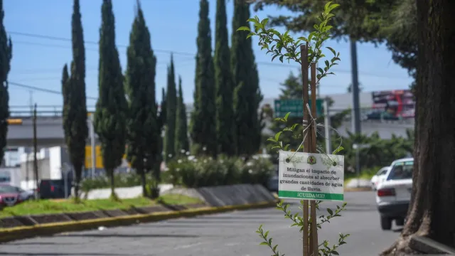 Como una forma de contribuir al cuidado del medio ambiente fueron plantados algunos árboles.