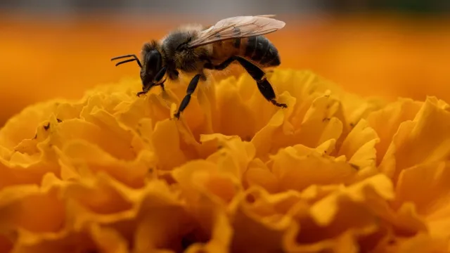 Flor con abeja