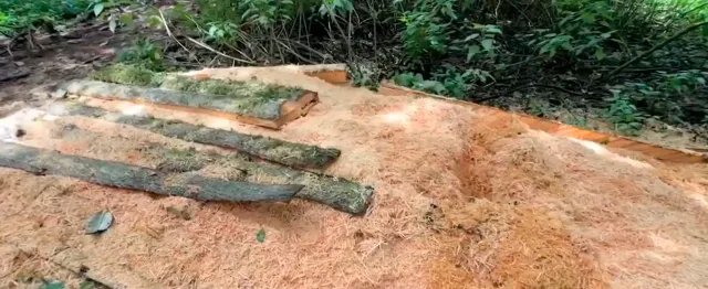 Huellas de tala reciente en plena ruta por el bosque