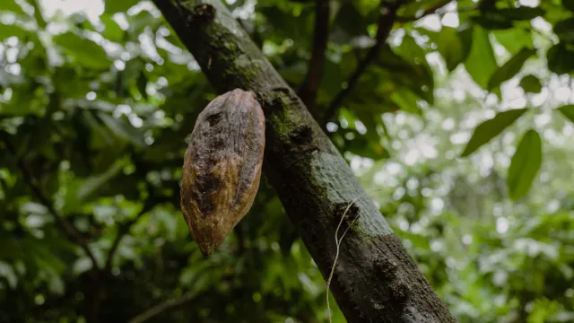 Pie de foto: Cacao afectado por plagas. Foto: Félix Márquez 