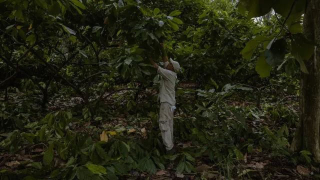 Pie de foto: un trabajador revisa cómo va el crecimiento de los granos de cacao. Foto: Félix Márquez