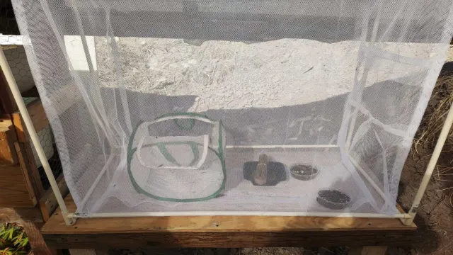 Mosca soldado negra.