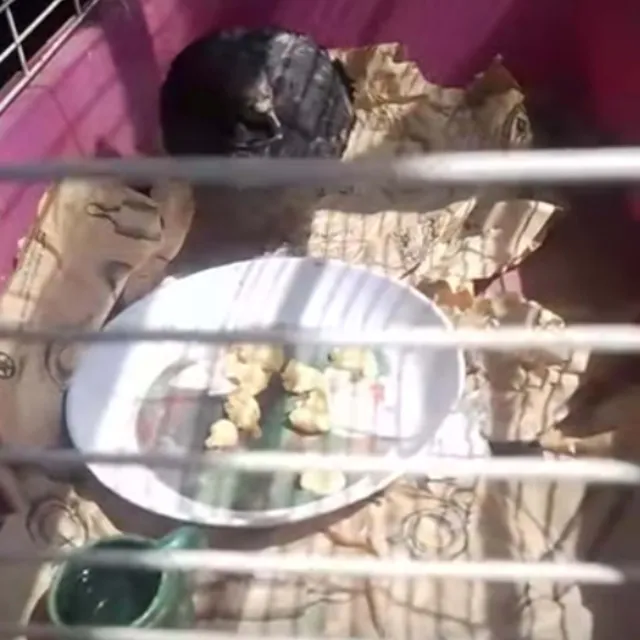 Muere "Esperancita", Paloma Rescatada en Explosión en Iztapalapa