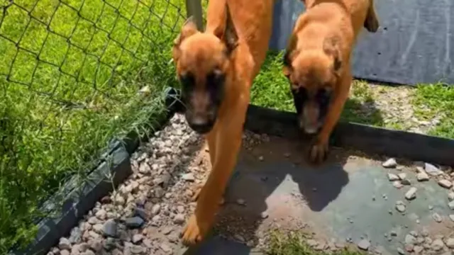 Esta es la Nueva Generación de Héroes Caninos Mexicanos