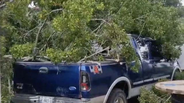 Protección Civil de Ciudad Madero Reportó Árboles Caídos por Fuertes Vientos