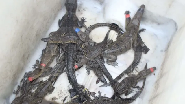 Capturan a Más de 20 Cocodrilos en Ciudad Madero, Tamaulipas