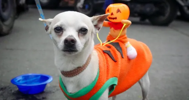 Mascotas Día de Muertos