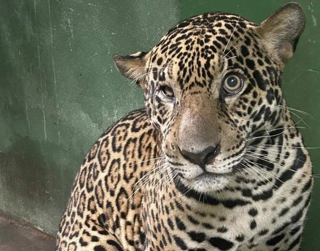 Se recupera jaguar herido de bala en el Amazonas