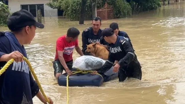Transportan a perrito en inflables