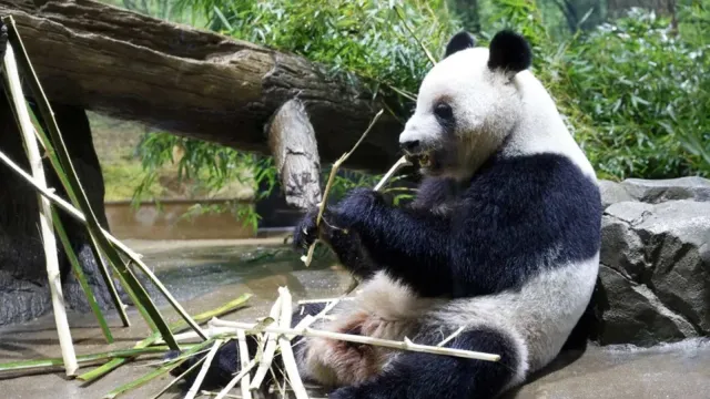 Pandas en Japón. Foto: EFE