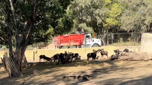 La policía municipal ha sido puesta a cargo de la seguridad del zoológico. Foto: N+