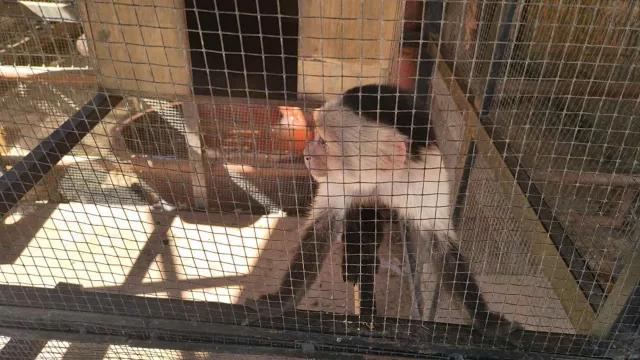 Entre los animales asegurados también estaba un mono. Foto: Profepa