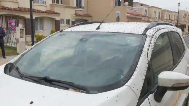 Carro de Tizayuca luce tapizado por plaga de moscas inusual. Foto: N+