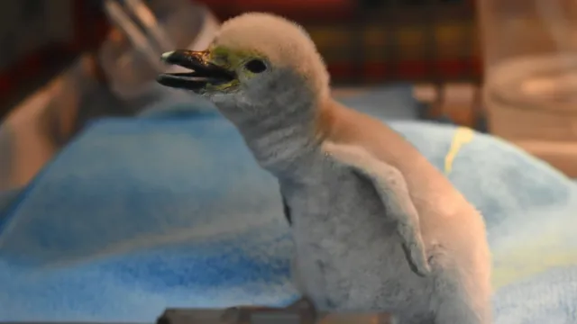 Es Mexicano: Así Es el Primer Pingüino Barbijo Nacido en Cautiverio en Latinoamérica