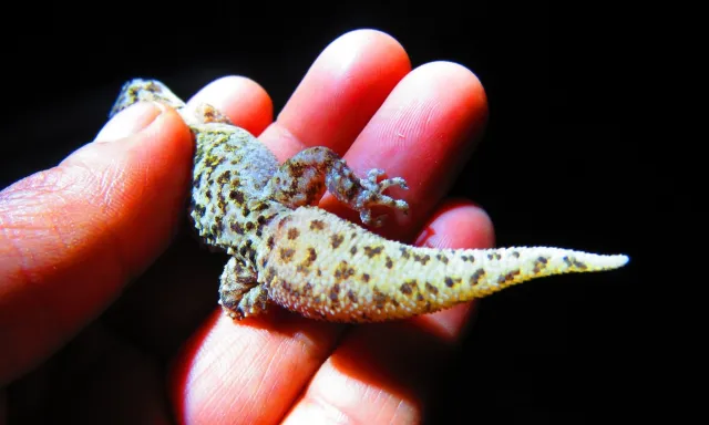 Descubrimiento de especie de Gecko entre los estados de Puebla y Oaxaca: Conanp