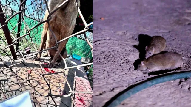 Refugio Franciscano. Foto: Gobierno de la CDMX