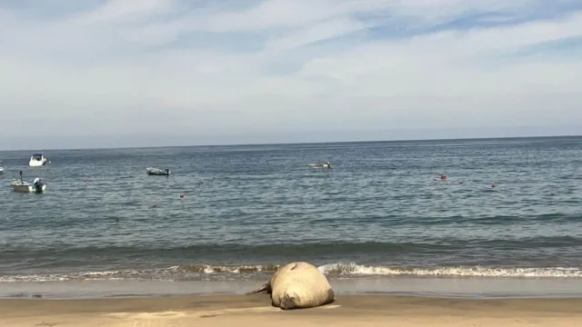 Elefante marino en playa de Nayarit