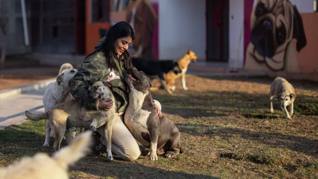 Elizabeth Soto, de Seres Libres, pide que se incluya a los animalistas en el diseño de la ley para regular refugios.