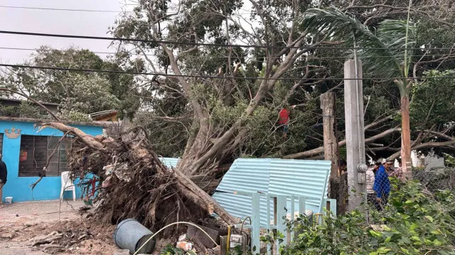 Cae Enorme Árbol en Tampico Derivado de Evento del Norte