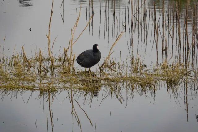 Con bajas temperaturas durante el primer puente del año, el Parque Ecológico Lago de Texcoco tuvo poca afluencia; este 2026 ampliará su oferta deportiva, ambiental y recreativa.