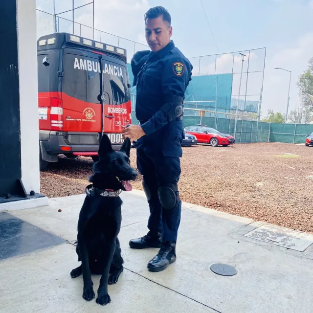 Togo, perro rescatista en derrumbe en San Antonio Abad