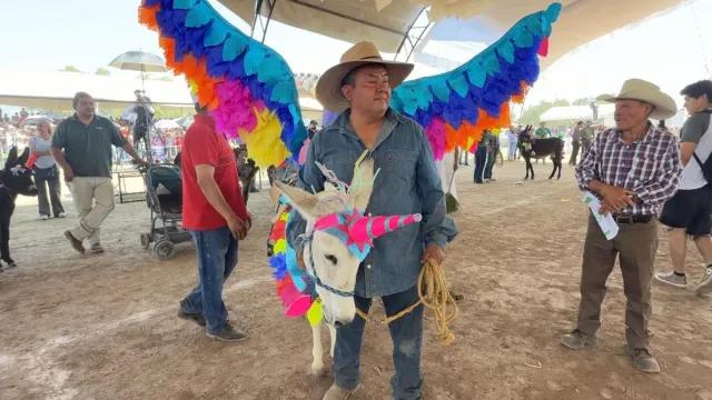 Feria Nacional del Burro 2026. El burro unicornio. Foto: N+